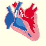 When high Blood Pressure occurs, the heart has to work much harder to generate this higher pressure and thus easily stressed out. In addition, the arteries are also under much more pressure and the valves too. All these factors make hypertension a major cause of Heart Disease.