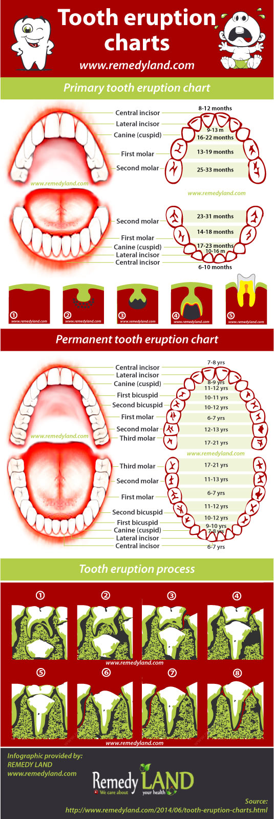 tooth charts